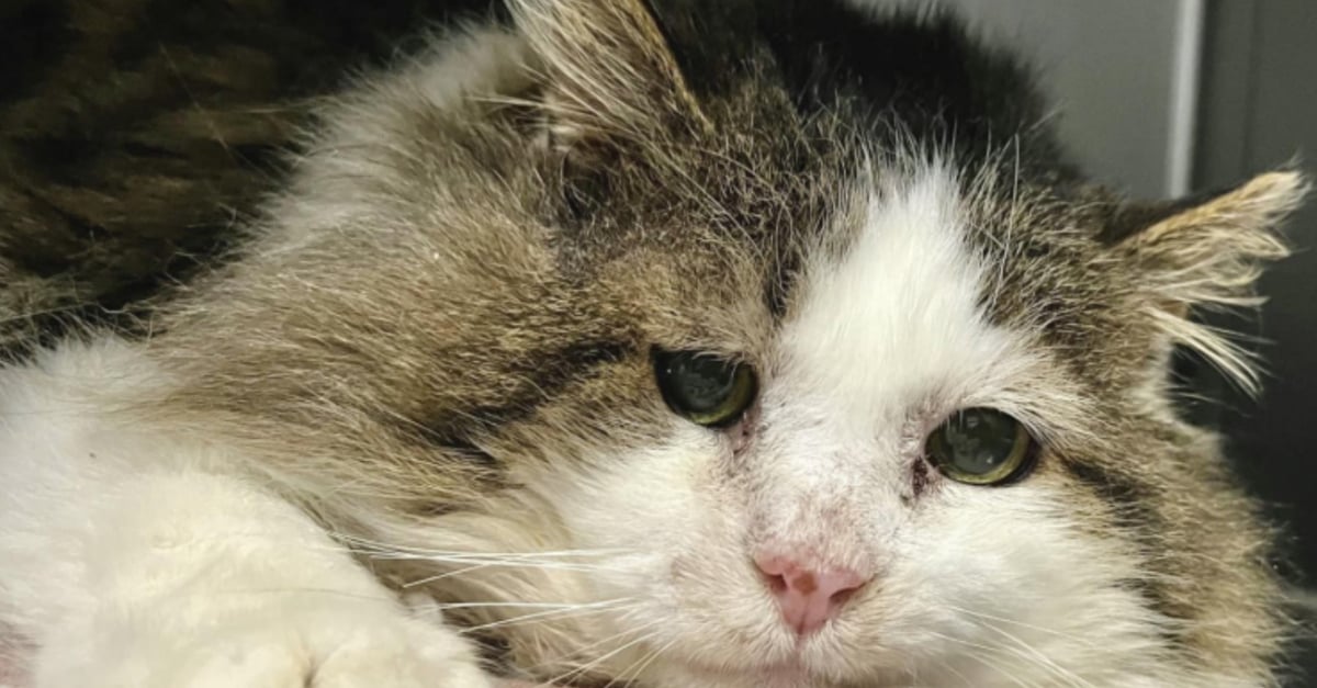 Après avoir vécu toute sa vie dans une école, un chat errant porteur du — free download