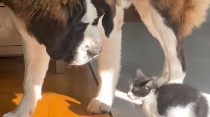 Illustration : Un Saint-Bernard montre &agrave; quel point il est patient lors de l&rsquo;arriv&eacute;e du nouveau chaton de la famille (vid&eacute;o)
