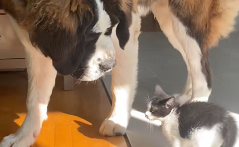 Un Saint-Bernard montre à quel point il est patient lors de l’arrivée du nouveau chaton de la famille (vidéo)