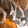Illustration : Un Saint-Bernard montre &agrave; quel point il est patient lors de l&rsquo;arriv&eacute;e du nouveau chaton de la famille (vid&eacute;o)