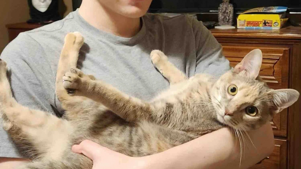 Illustration : "Un chaton secouru dans un parc est finalement adopté par le jeune garçon de sa famille d'accueil"