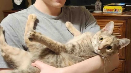 Illustration : Un chaton secouru dans un parc est finalement adopt&eacute; par le jeune gar&ccedil;on de sa famille d'accueil