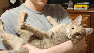 Illustration : Un chaton secouru dans un parc est finalement adopté par le jeune garçon de sa famille d'accueil