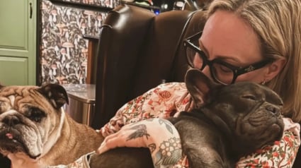 Illustration : Retrouv&eacute;e paralys&eacute;e dans la rue une Bouledogue Fran&ccedil;ais retrouve partiellement sa mobilit&eacute; gr&acirc;ce &agrave; des s&eacute;ances de physioth&eacute;rapie (vid&eacute;o)