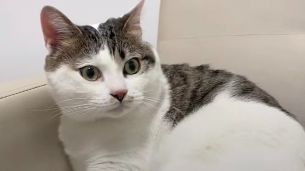 Illustration : "Abandonnée avec un mot et de l'argent devant une animalerie, cette chatte est recueillie le temps de l'hospitalisation de son maître (vidéo)"