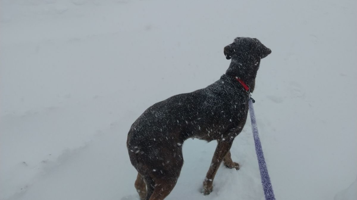 Illustration : "Bloquées par une violente tempête de neige, 2 employées dorment au refuge pour nourrir les animaux"