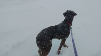 Illustration : Bloqu&eacute;es par une violente temp&ecirc;te de neige, 2 employ&eacute;es dorment au refuge pour nourrir les animaux
