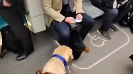 Illustration : Film&eacute; dans un train bond&eacute; un chien d'assistance guide son ma&icirc;tre malvoyant vers un si&egrave;ge r&eacute;serv&eacute; (vid&eacute;o)