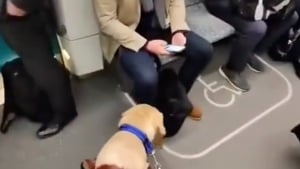 Illustration : Filmé dans un train bondé un chien d'assistance guide son maître malvoyant vers un siège réservé (vidéo)