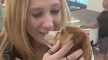 Illustration : Vol&eacute; par l'ancien compagnon de sa propri&eacute;taire, un Chihuahua est retrouv&eacute; par la police un an plus tard et remis &agrave; sa ma&icirc;tresse (vid&eacute;o)