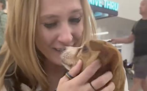 Volé par l'ancien compagnon de sa propriétaire, un Chihuahua est retrouvé par la police un an plus tard et remis à sa maîtresse (vidéo)