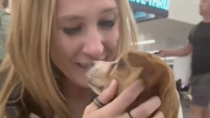 Illustration : Volé par l'ancien compagnon de sa propriétaire, un Chihuahua est retrouvé par la police un an plus tard et remis à sa maîtresse (vidéo)