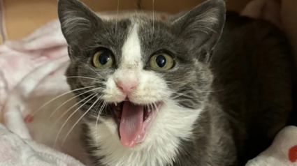 Illustration : Lors d'une campagne de st&eacute;rilisation une b&eacute;n&eacute;vole recueille une chatte de rue souffrant d'infections respiratoires