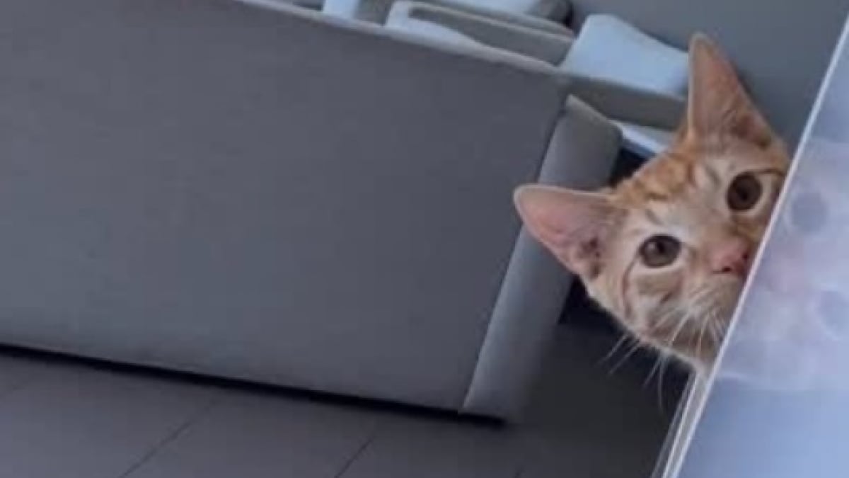 Illustration : "Un chat roux démontre ses capacités d'observation lors d'une partie de coucou-caché avec sa propriétaire (vidéo)"