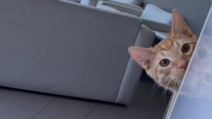 Illustration : Un chat roux démontre ses capacités d'observation lors d'une partie de coucou-caché avec sa propriétaire (vidéo)