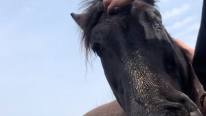 Illustration : Une jument de travail destinée à l'abattoir est définitivement recueillie par un sanctuaire équin (vidéo)