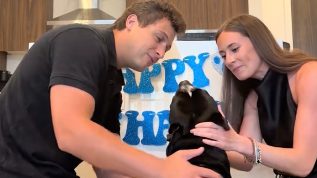 Illustration : "Un chien de type Pitbull très enthousiaste après son adoption définitive (vidéo)"