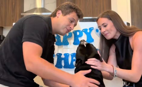 Un chien de type Pitbull très enthousiaste après son adoption définitive (vidéo)