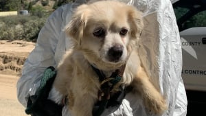 Illustration : Une vaste op&eacute;ration mobilise 70 agents pour &eacute;vacuer 300 animaux d'une propri&eacute;t&eacute; insalubre