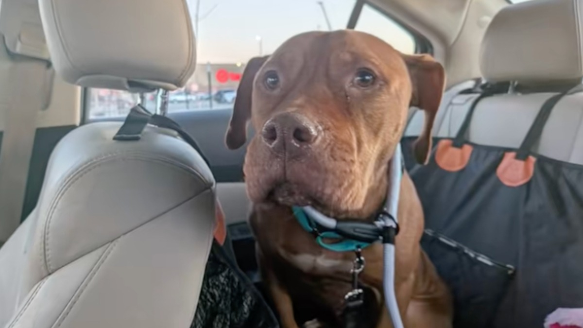 Illustration : "Perturbée par l'environnement bruyant de son refuge une chienne errante retrouve l'apaisement en famille d'accueil (vidéo)"