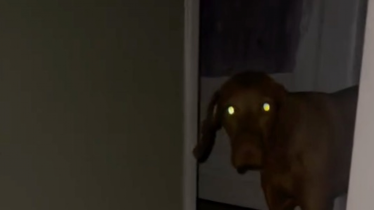 Illustration : "La propriétaire d’un Braque Hongrois se fait passer pour un intrus et constate que sa chienne n’est vraiment pas un chien de garde (vidéo)"