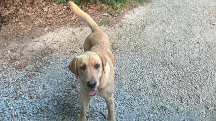 Illustration : Ce chien n&eacute;glig&eacute; court apr&egrave;s un bus dans l&rsquo;espoir de retrouver son ami et parvient &agrave; mettre fin &agrave; sa solitude