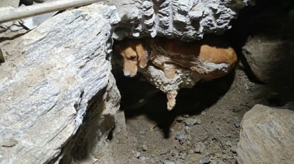 Illustration : Pi&eacute;g&eacute;e dans du b&eacute;ton durci, une chienne est sauv&eacute;e apr&egrave;s 7 heures d'intervention et retrouve sa famille (vid&eacute;o)