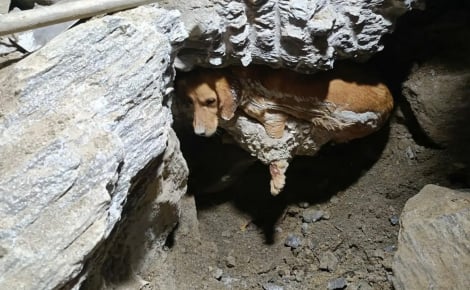 Piégée dans du béton durci, une chienne est sauvée après 7 heures d'intervention et retrouve sa famille (vidéo)