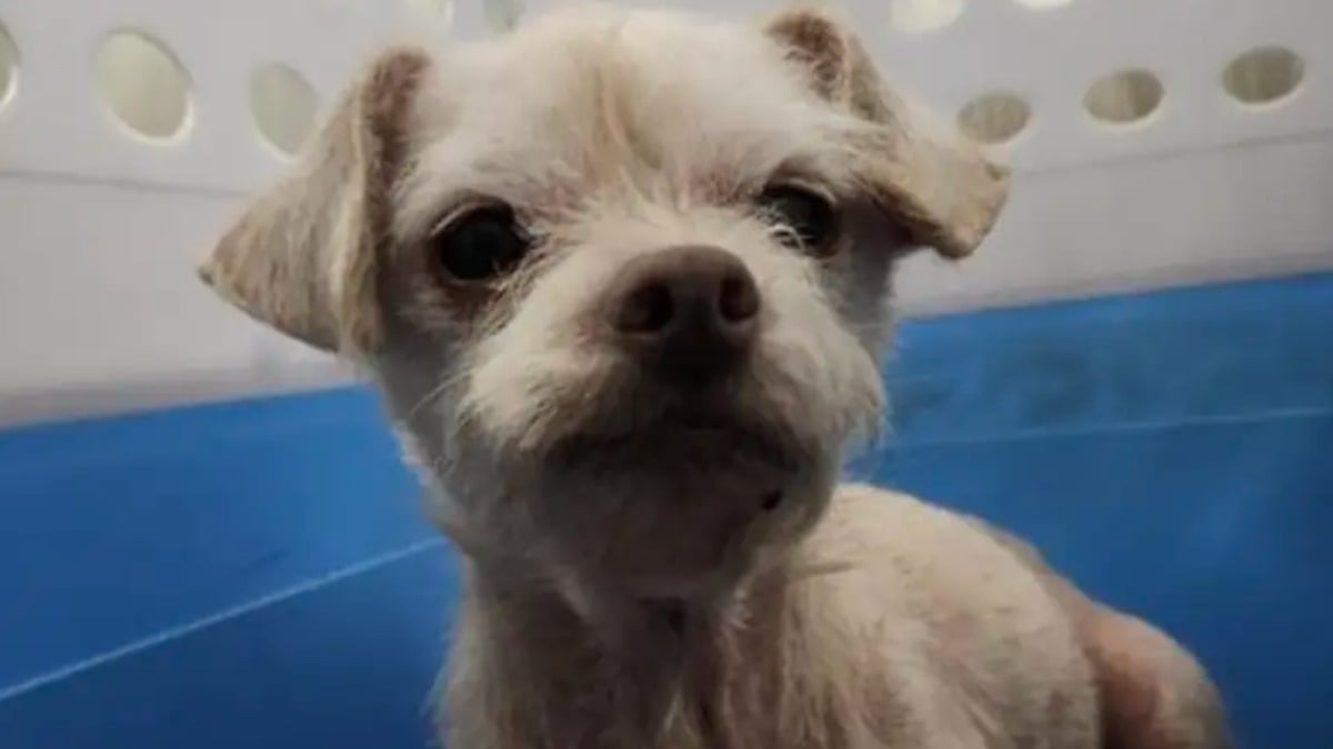 Illustration : "Abandonnée dans une cage sur un parking cette chienne souffrant d'alopécie est soignée puis adoptée"