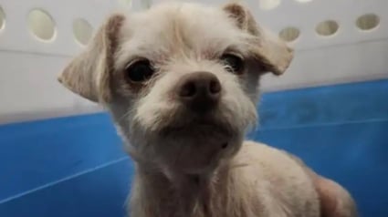 Illustration : Abandonn&eacute;e dans une cage sur un parking cette chienne souffrant d'alop&eacute;cie est soign&eacute;e puis adopt&eacute;e