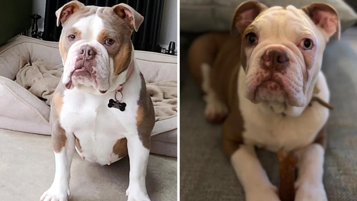 Illustration : "Retirée à son propriétaire pour maltraitance animale une Bouledogue et ses 7 chiots sont officiellement adoptés"