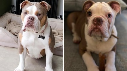 Illustration : Retir&eacute;e &agrave; son propri&eacute;taire pour maltraitance animale une Bouledogue et ses 7 chiots sont officiellement adopt&eacute;s