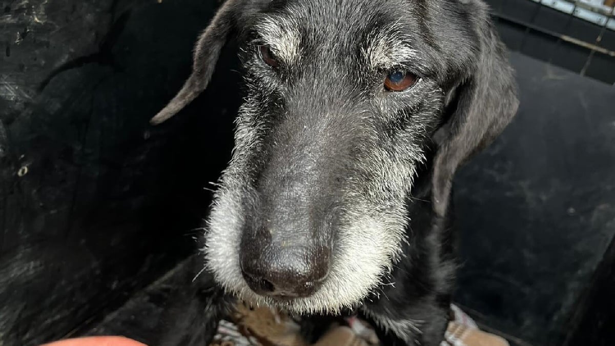 Illustration : "Volé lors d’une intrusion au refuge, ce chien de 11 ans est retrouvé vivant après 18 mois d’absence"
