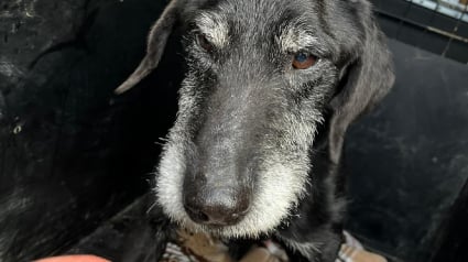 Illustration : Vol&eacute; lors d&rsquo;une intrusion au refuge, ce chien de 11 ans est retrouv&eacute; vivant apr&egrave;s 18 mois d&rsquo;absence