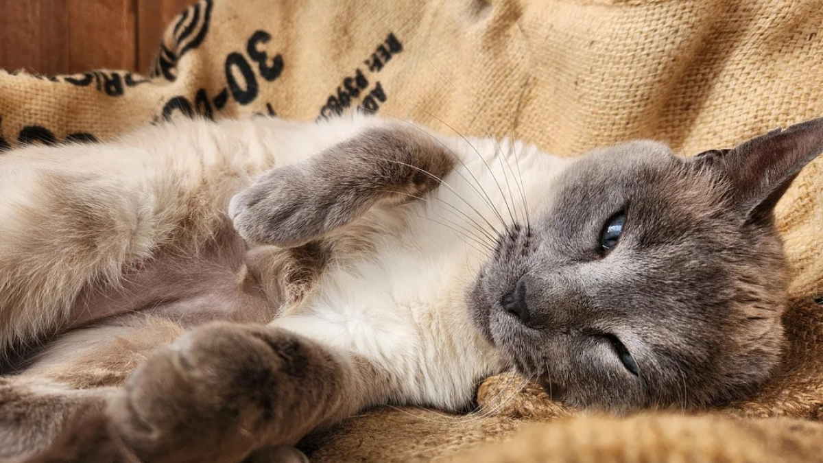 Illustration : "Une femme demande aux réseaux sociaux de trancher un débat avec son mari concernant l'adoption d'un chat errant"