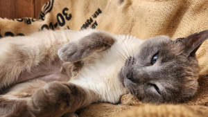 Illustration : Une femme demande aux réseaux sociaux de trancher un débat avec son mari concernant l'adoption d'un chat errant