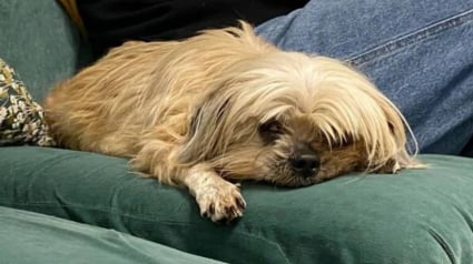 Illustration : Saisie pour n&eacute;gligence dans le Maine-et-Loire une chienne malvoyante est soign&eacute;e puis plac&eacute;e en famille d'accueil