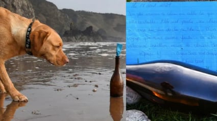 Illustration : Une chienne rep&egrave;re une bouteille sur la plage contenant une lettre ayant fait un voyage de 4300 km pendant 2 ans