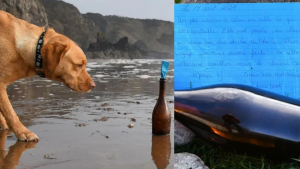 Illustration : Une chienne repère une bouteille sur la plage contenant une lettre ayant fait un voyage de 4300 km pendant 2 ans