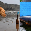 Illustration : Une chienne rep&egrave;re une bouteille sur la plage contenant une lettre ayant fait un voyage de 4300 km pendant 2 ans