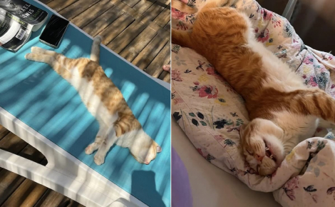 Des touristes découvrent un chat endormi sur leur transat et décident de l'adopter pour lui offrir une nouvelle vie dans leur pays