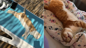 Illustration : Des touristes découvrent un chat endormi sur leur transat et décident de l'adopter pour lui offrir une nouvelle vie dans leur pays