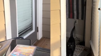 Illustration : Un chat gratte de mani&egrave;re r&eacute;p&eacute;t&eacute;e et &eacute;nergique contre une porte vitr&eacute;e pour obtenir le d&eacute;placement de son panier (vid&eacute;o)