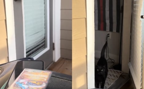 Un chat gratte de manière répétée et énergique contre une porte vitrée pour obtenir le déplacement de son panier (vidéo)
