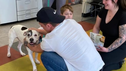 Illustration : Disparu pendant 10 ans, un chien est restitu&eacute; &agrave; ses propri&eacute;taires gr&acirc;ce &agrave; l'actualisation de sa puce d'identification (vid&eacute;o)