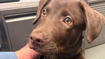 Illustration : Un chiot Labrador est retrouv&eacute; abandonn&eacute; &agrave; l&rsquo;a&eacute;roport apr&egrave;s que son propri&eacute;taire a appris qu&rsquo;il ne pouvait pas voyager avec lui