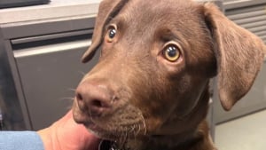 Illustration : Un chiot Labrador est retrouv&eacute; abandonn&eacute; &agrave; l&rsquo;a&eacute;roport apr&egrave;s que son propri&eacute;taire a appris qu&rsquo;il ne pouvait pas voyager avec lui