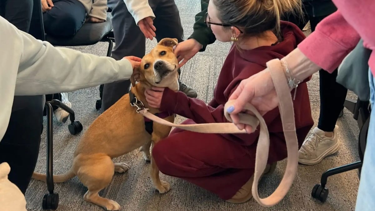 Illustration : "Filmée lors de son départ du refuge, une chienne est adoptée après avoir été rendue pour incompatibilité (vidéo)"