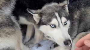 Illustration : Sauvés du commerce de la viande, 7 Huskies apeurés apprennent à faire confiance et osent enfin révéler leur côté joueur (vidéo)