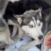 Illustration : Sauv&eacute;s du commerce de la viande, 7 Huskies apeur&eacute;s apprennent &agrave; faire confiance et osent enfin r&eacute;v&eacute;ler leur c&ocirc;t&eacute; joueur (vid&eacute;o)